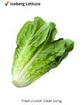 Iceberg Lettuce (Farm Fresh)
