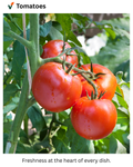 Fresh Tomatoes (Juicy & Ripe)